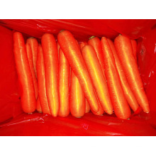 2020 New Crop Fresh Carrot, Carrot From China